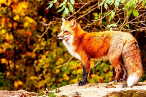 Zwierząt mieszanych lasów - charakterystyka Zwierząt mieszanych lasów - charakterystyka