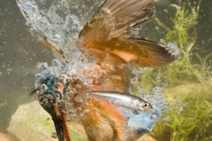 Zwierzęta z całej planety: 30 najbardziej imponujących zdjęć