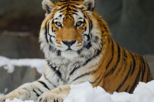 Tygrysy - gatunki z opisem