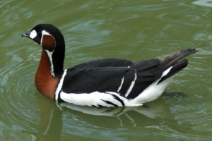 Zwierzęta tundry czerwonej książki Zwierzęta tundry czerwonej książki
