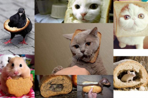 Zwierzęta w chlebie: psot lub głód? Zwierzęta w chlebie: psot lub głód?