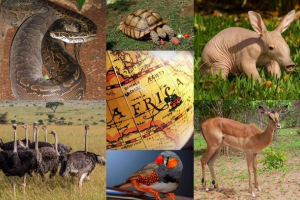 Pokój zwierzęcy afryki Pokój zwierzęcy afryki