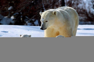 Świat zwierzęcy z arktyki Świat zwierzęcy z arktyki