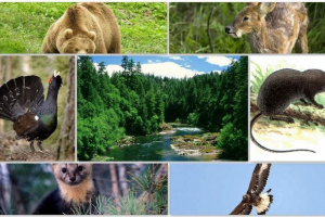 Świat zwierząt taiga Świat zwierząt taiga