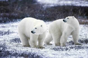 Czy białe niedźwiedzie żyją w arktyce?