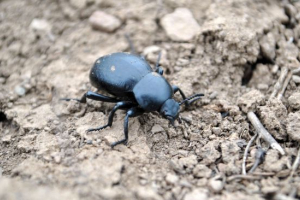 Chrząszcz skarabeusz Chrząszcz skarabeusz