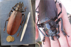 Chrząszcze lasy lub chrząszcze-uasi Chrząszcze lasy lub chrząszcze-uasi