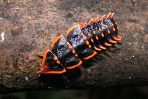 Trójlobitowe chrząszcze - wymarłe stawondy morskie?