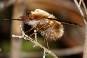 Brzęczono - latać z okresu jurajskiego Brzęczono - latać z okresu jurajskiego