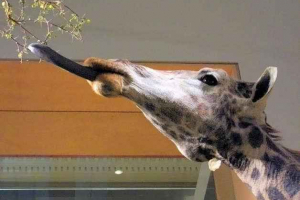 Dlaczego żyrafa w niebieskim języku?