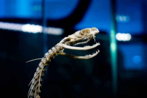 Węże okresu prehistorycznego - 11 skamieniałości mezozoicznych i cenozoicznych er Węże okresu prehistorycznego - 11 skamieniałości mezozoicznych i cenozoicznych er