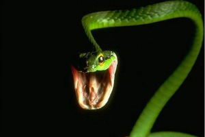 Węże na ulicach moskwy przestraszonych obywateli Węże na ulicach moskwy przestraszonych obywateli