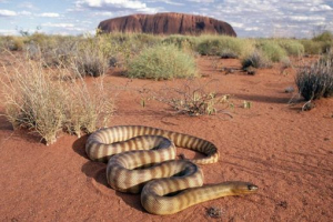 Węże - typy i nazwy Węże - typy i nazwy