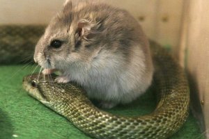 Wąż i chomik