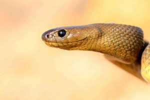 Snake tipan mccoy Snake tipan mccoy