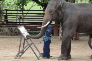 Wartość i podstawowe funkcje pnia słonia