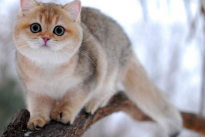 Golden chinchilla cat. Opis, funkcje, pielęgnacja i cena rasy