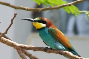 Złoty czysty - inny z wielokolorowych ptaków Złoty czysty - inny z wielokolorowych ptaków