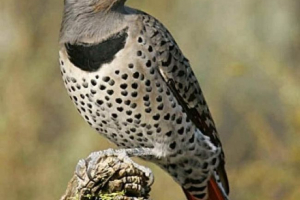 Złoty wrak i cechy swojego życia Złoty wrak i cechy swojego życia