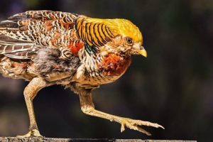 Złoty bażant Złoty bażant