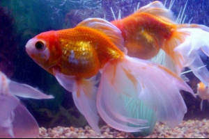 Goldfish: różnorodność gatunków Goldfish: różnorodność gatunków