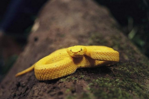 Złote zwierzęta: 10 stworzeń, że natura przedstawiła cenne wyglądy Złote zwierzęta: 10 stworzeń, że natura przedstawiła cenne wyglądy