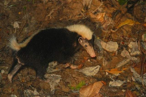 Zordsky smelly badger, który jest chroniony jako skunk