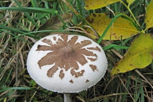 Parasol conrad Parasol conrad