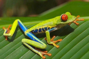 Zoologia: nauka na zwierzętach i badania