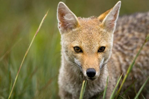 Zorro azara - nie w ogóle dzielnego bohatera, ale zwierzęta rodzina pingów