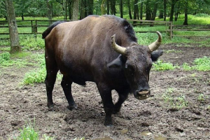 Boncon - krowa skrzyżowana z bisonem europejskim Boncon - krowa skrzyżowana z bisonem europejskim