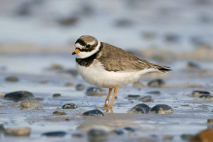 Habirentlerser - bird w pięknym akcesorium klatki piersiowej Habirentlerser - bird w pięknym akcesorium klatki piersiowej