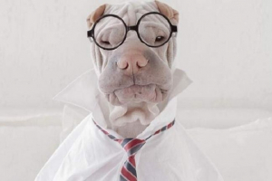 Star instagram paddington: 16 zabawnych zdjęć, które podbiły miliony serc